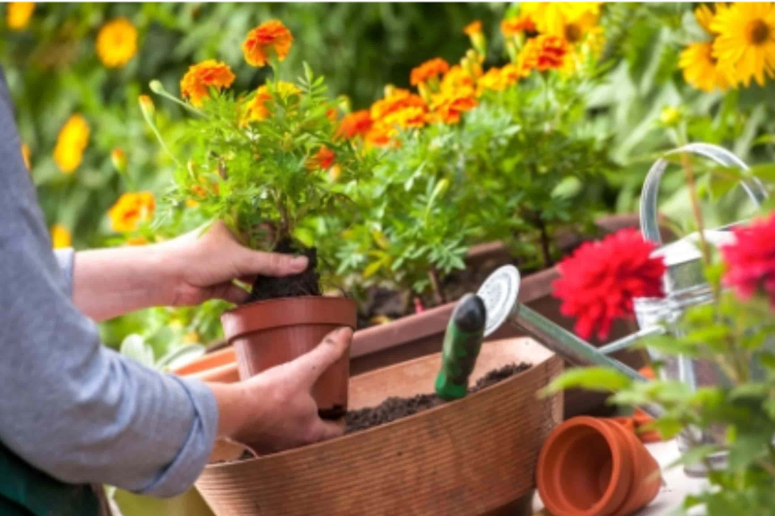 Tips Merawat Tanaman Hias di Pekarangan agar Tumbuh Subur